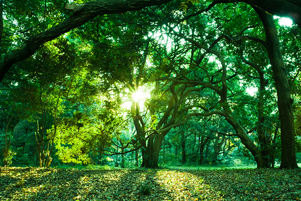 Lush, green forest
